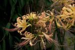 : - Lycoris radiata