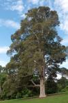 : - Melaleuca styphelioides