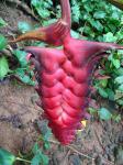 : - Heliconia mariae