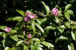 : - Pereskia grandifolia