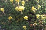 Kaukasussteinbrech - Saxifraga juniperifolia