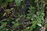 : - Rhaphidophora crassifolia