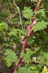: - Rosa sericea subsp. omeiensis
