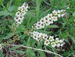 Curacao-Sonnenwende - Heliotropium curassavicum