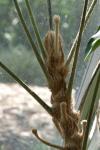 : - Schefflera bractescens