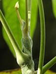 : - Schefflera tomentosa