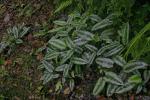 : - Schismatoglottis motleyana