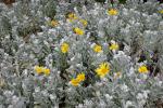 : - Senecio crassiflorus