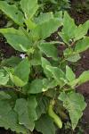 Aubergine - Solanum melongena