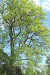 Japanischer Schnurbaum - Styphnolobium japonicum