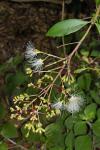 : - Syzygium oleosum