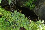: - Tetranema roseum