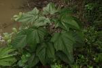 Rispenblütiger Losstrauch - Clerodendrum paniculatum