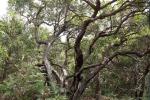 : - Eucalyptus globoidea