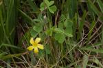 : - Oxalis rubens