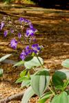 : - Tibouchina clavata
