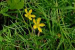 : - Kallstroemia angustifolia