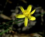 : - Tricoryne elatior