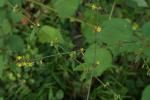 : - Triumfetta rhomboidea
