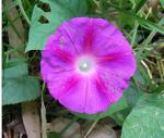 Purpur-Prunkwinde - Ipomoea purpurea