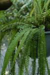 Ausläufertreibender Frauenfarn - Adiantum caudatum