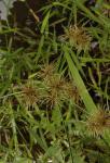 : - Cyperus compactus