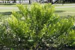 : - Diospyros buxifolia