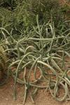 : - Euphorbia greenwayi