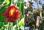 Leberwurstbaum - Kigelia africana