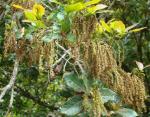 : - Licania arborea