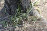 : - Opuntia aurantiaca