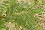 : - Peltophorum dasyrhachis