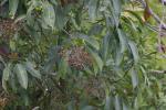 : - Photinia integrifolia