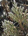 : - Loricaria complanata