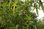 Känguruapfel - Solanum aviculare