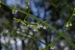 : - Spartothamnella juncea