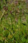 : - Verbena litoralis var. brasiliensis