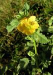 : - Malvastrum coromandelianum