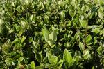 : - Viburnum suspensum