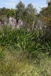 Kap-Signalhornlilie - Watsonia borbonica