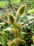 Italienische Spitzklette - Xanthium italicum