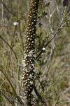 : - Xanthorrhoea minor subsp. lutea