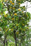: - Xanthostemon paradoxus