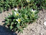 : - Aizoanthemum hispanicum