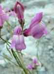 : - Antirrhinum barrelieri