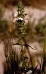 Bunte Bellardie - Bartsia trixago