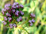 Fußangel-Spornblume - Centranthus calcitrapa