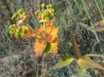 Gesägte Wolfsmilch - Euphorbia serrata