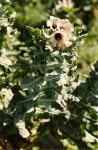 Schwarzes Bilsenkraut - Hyoscyamus niger