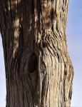 Spanischer Wacholder - Juniperus thurifera